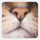 Pesquisar por gato doméstico adesivos Um animal