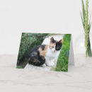 Pesquisar por paródia cartoes postais Gato