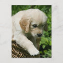 Pesquisar por do golden retriever cartoes postais Ouro liso revestido