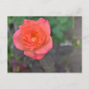 Pesquisar por laranja coral cartoes postais Flor