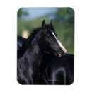 Pesquisar por cavalo árabe imas Bob langrish