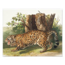 Pesquisar por pinturas do leopardo pôsteres Vida selvagem