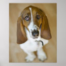 Pesquisar por bassett Filhote de cachorro