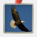 Pesquisar por eagle ornamentos Raptor