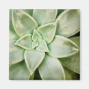 Pesquisar por flora imas Plantas