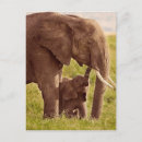 Pesquisar por elefante do bebê cartoes postais Fofo