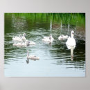 Pesquisar por cisnes pôsteres Rio