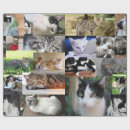 Pesquisar por diferente papel de presente Animais
