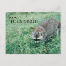 Pesquisar por raccoon cartoes postais Vida selvagem