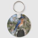 Pesquisar por bluebird chaveiros Pássaros