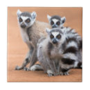 Pesquisar por lemur azulejos Lêmure