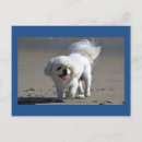 Pesquisar por cão pekingese Cãozinho