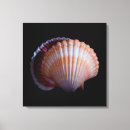 Pesquisar por shell impressão de canvas Natureza