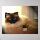 Pesquisar por ragdoll pósteres pôsteres Gato