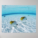 Pesquisar por posters dos peixes pôsteres Mar