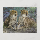 Pesquisar por gato selvagem cartoes postais Natureza