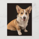 Pesquisar por rainha elizabeth cartoes postais Cachorro da rainha