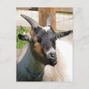 Pesquisar por cabras engraçadas cartoes postais Fofo