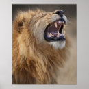 Pesquisar por panthera leo pósteres pôsteres Parte do corpo animal