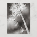 Pesquisar por sementes cartoes postais Verão