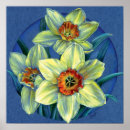 Pesquisar por daffodil pôsteres Watercolour