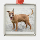 Pesquisar por bull terrier ornamentos Touro