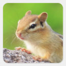 Pesquisar por chipmunk adesivos Animal