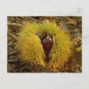Pesquisar por castanhas cartoes postais Comida