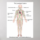 Pesquisar por sistema linfático pósteres pôsteres Anatomia