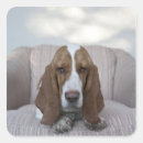 Pesquisar por basset hound adesivos Animal