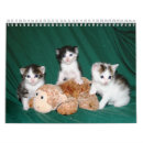 Pesquisar por tortie Bonito