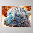 Pesquisar por alpacas pósteres pôsteres Lã