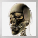 Pesquisar por crânio humano pósteres pôsteres Mandible