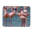 Pesquisar por comportamento imas Pássaro