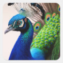 Pesquisar por peafowl adesivos Pavão