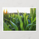 Pesquisar por agricultura convites Celeiro