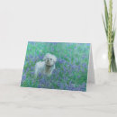 Pesquisar por bichon frise cartoes Cachorro