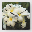 Pesquisar por flor do frangipani Plumeria