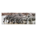Pesquisar por zebra fotografia Natureza