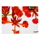 Pesquisar por royal pôsteres Real