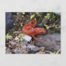 Pesquisar por newts Natureza