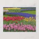 Pesquisar por desenho tulipa cartoes postais Natureza