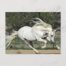 Pesquisar por cavalo andaluz cartoes postais Salto