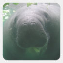 Pesquisar por peixes boi adesivos Bonito