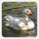 Pesquisar por ganso branco adesivos Aves