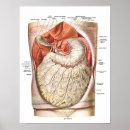 Pesquisar por abdominal pôsteres Médico
