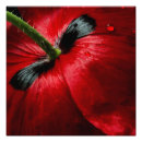 Pesquisar por macro fotografia Fechar