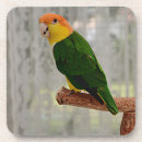 Pesquisar por caiaque porta copos Papagaio caique