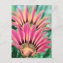 Pesquisar por rosa magenta cartoes postais Natureza
