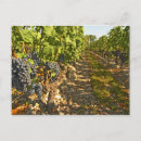 Pesquisar por cabernet Fazenda